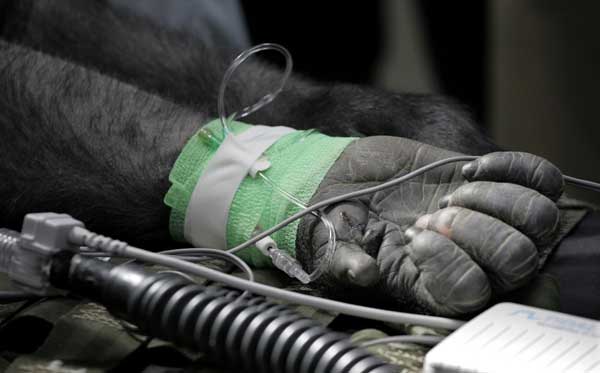 Members of the Veterinary Services Department...